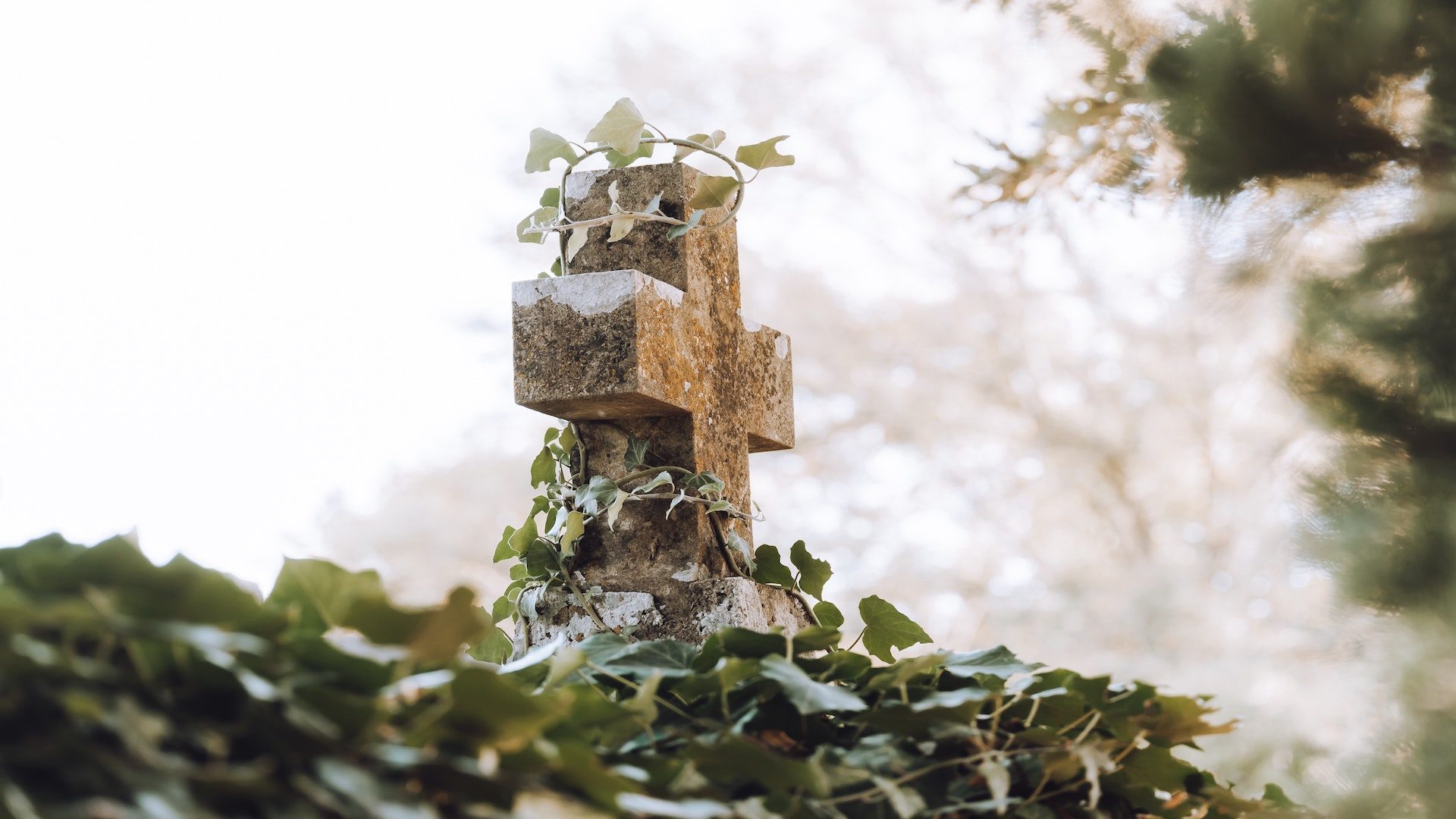 A stone cross covered with ivy.