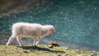 A lamb on a hill overlooking water.