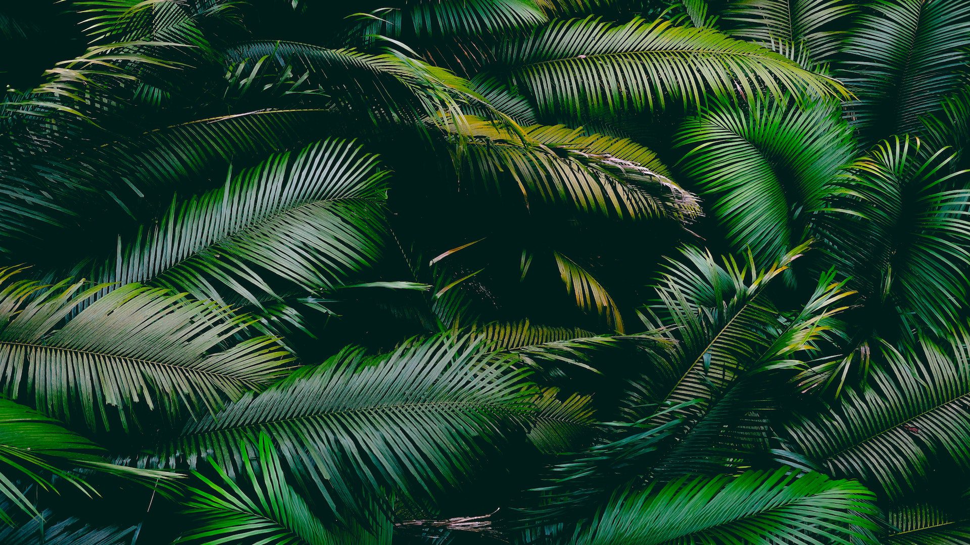 Dark green palm leaves.