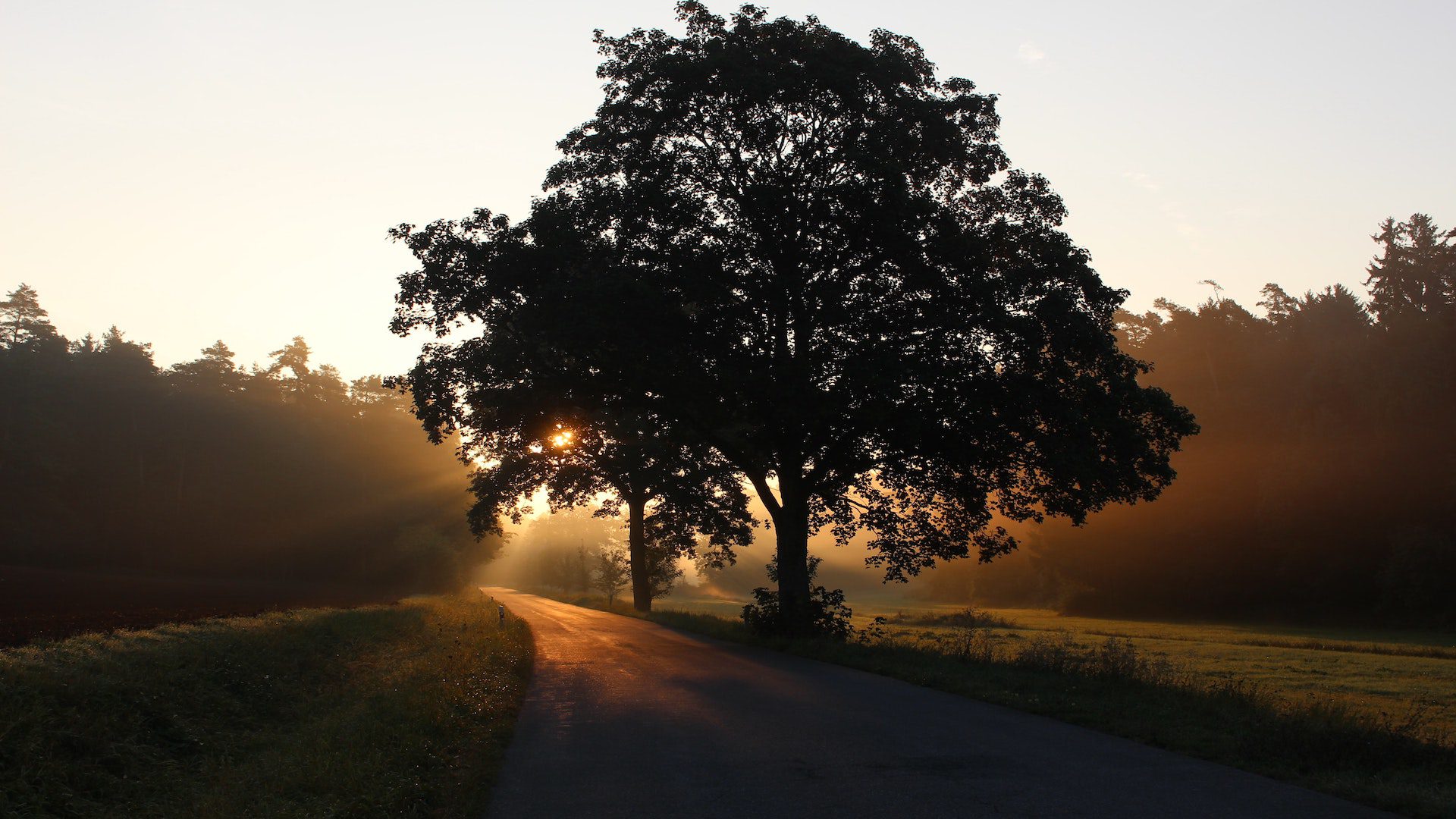 Sunlight behind a tree.