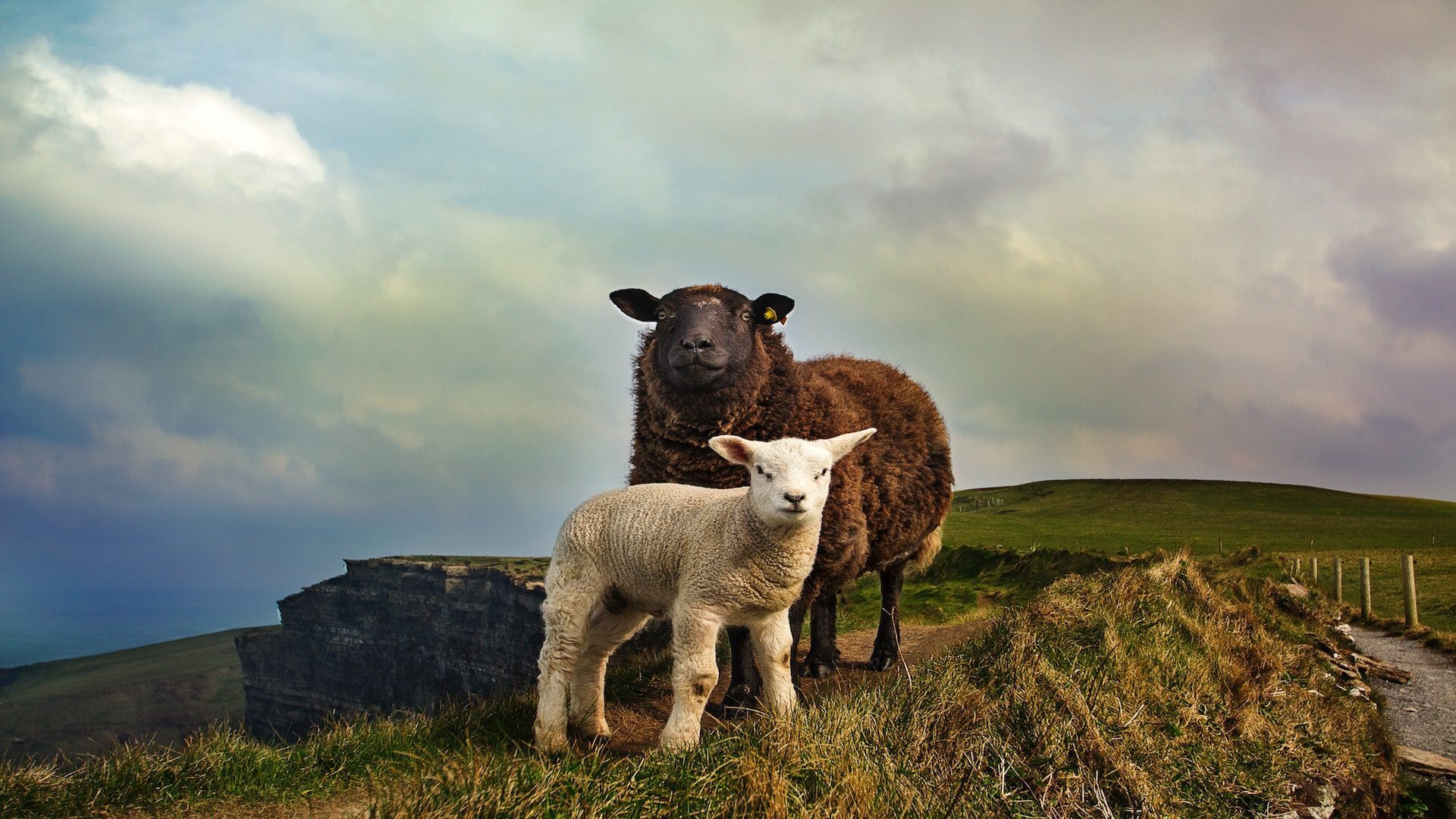 Black sheep and white lamb on grassy hill.