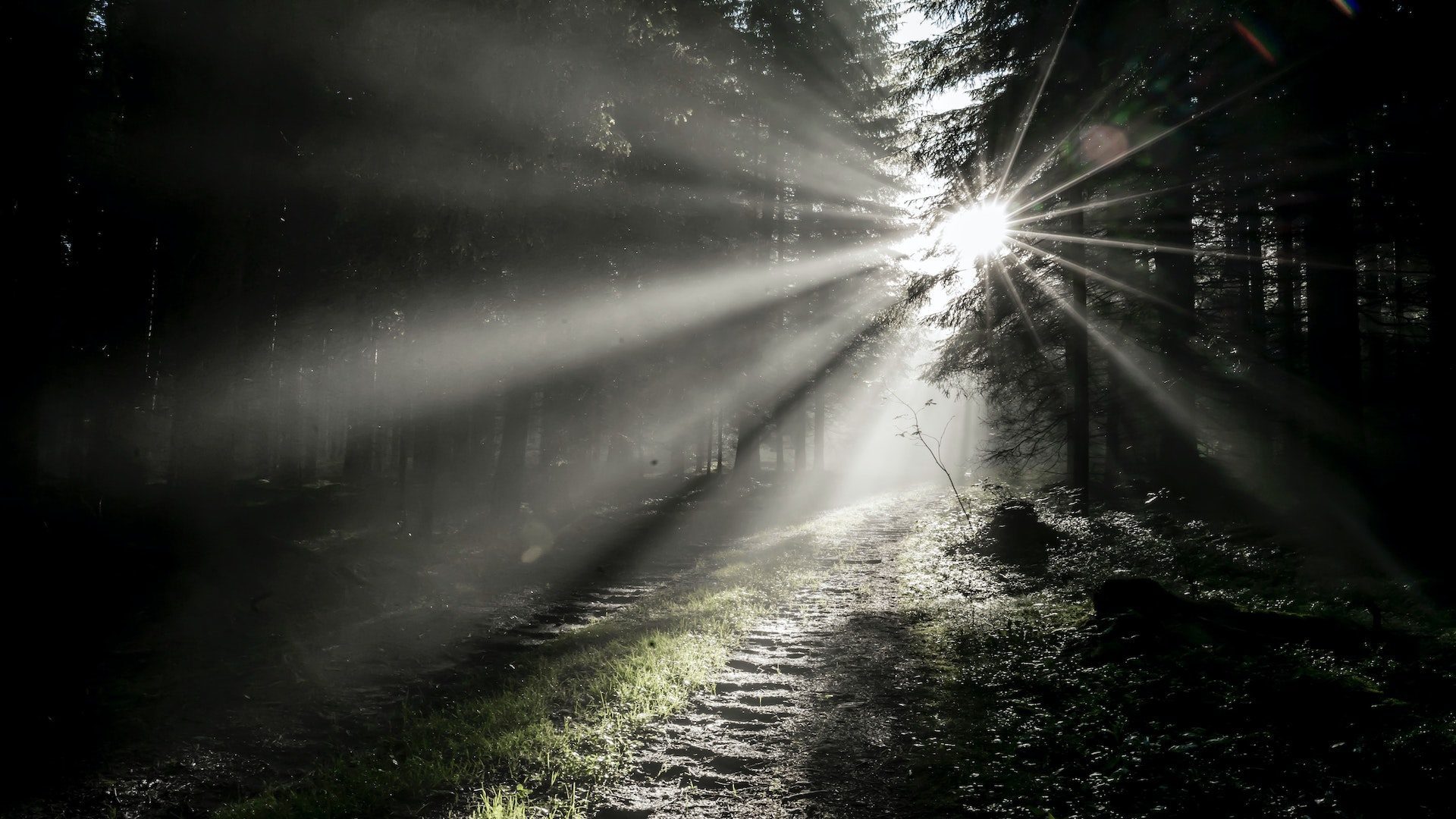 Sunlight coming through trees in a dark forest.