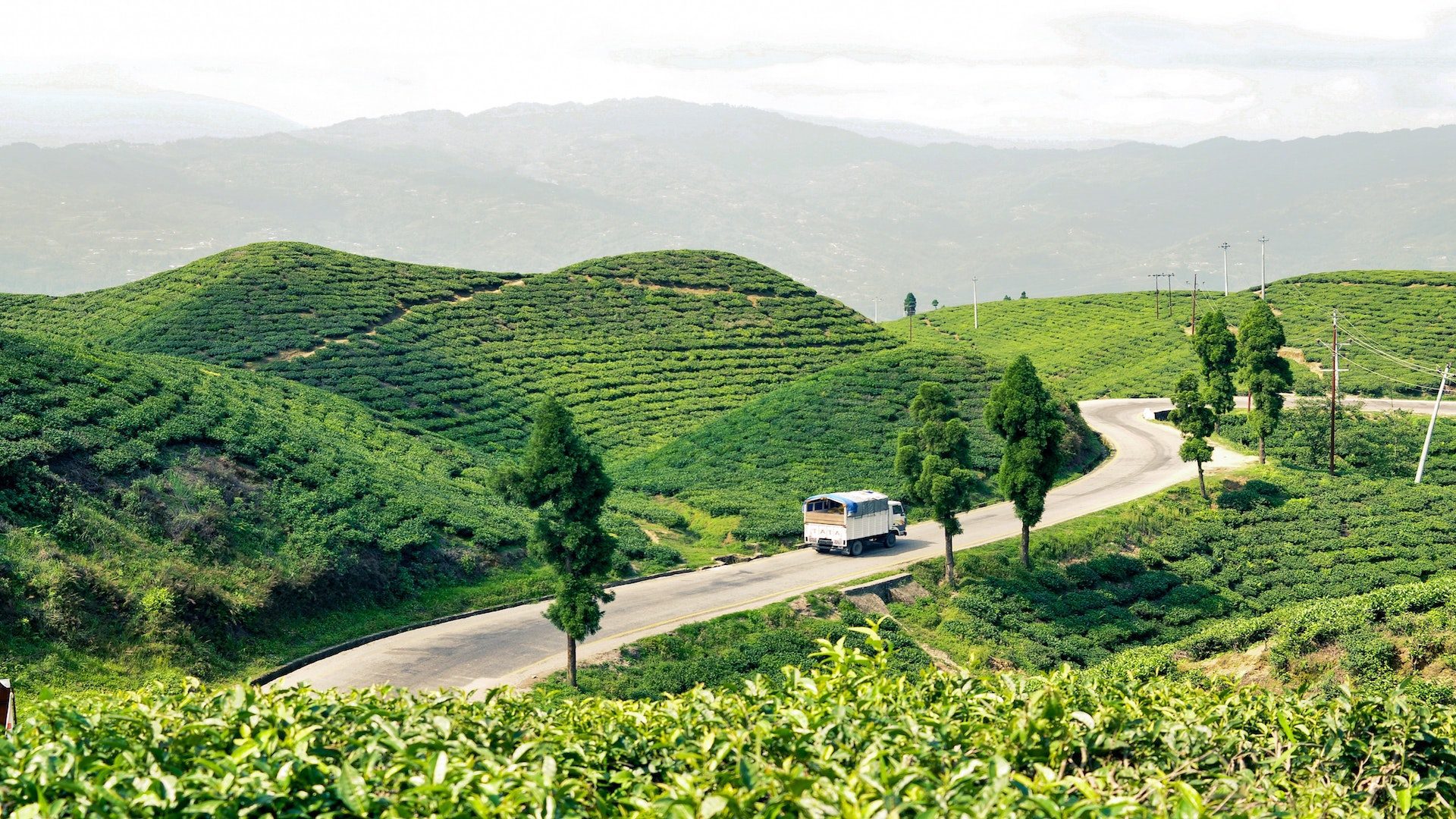 White bus driving on a road near green rolling hills with trees.