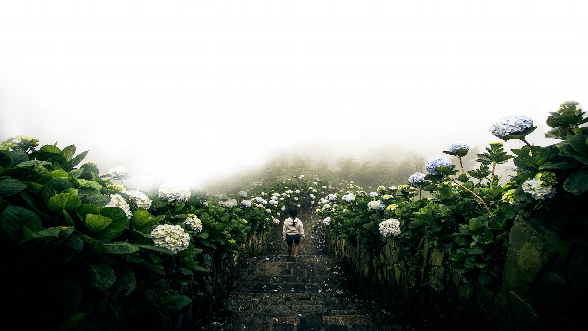 A woman walking down a brick staircase with white and blue hydrangeas lining the sides.