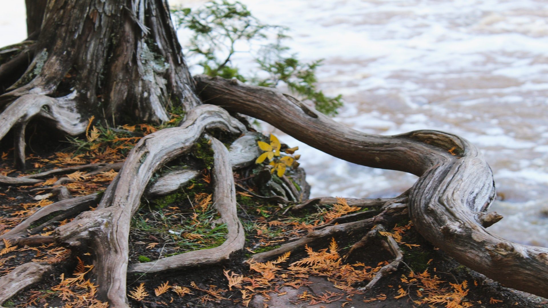 Roots on a tree covered with orange leaves next to a river.
