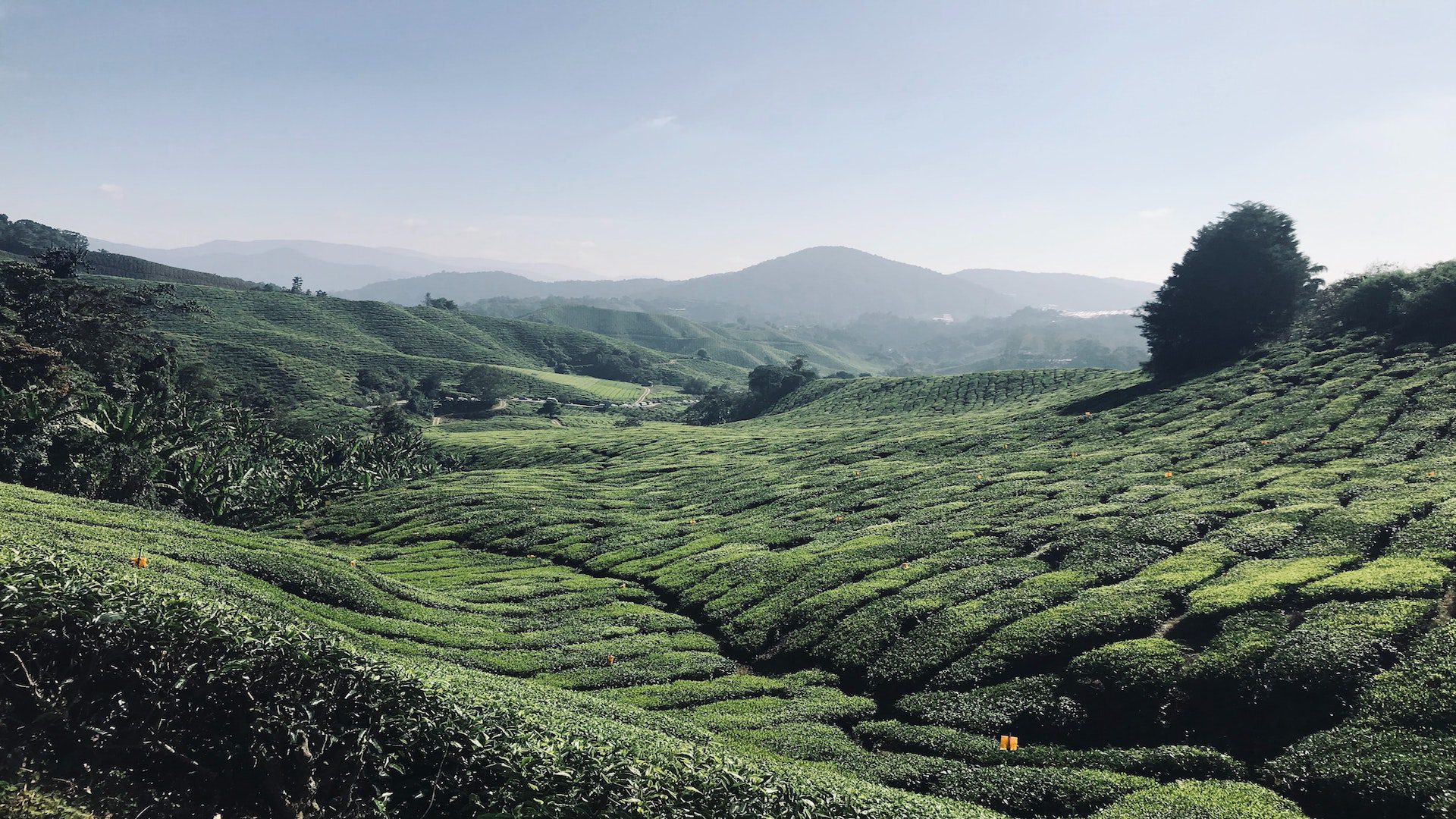 Rolling green hills with scattered green trees on a sunny day in Malaysia.