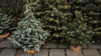 Small Christmas trees in a line on a brick sidewalk.