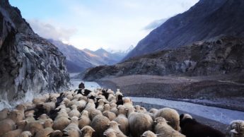A flock of white and brown sheep following a shepherd on a dirt road in between mountains.