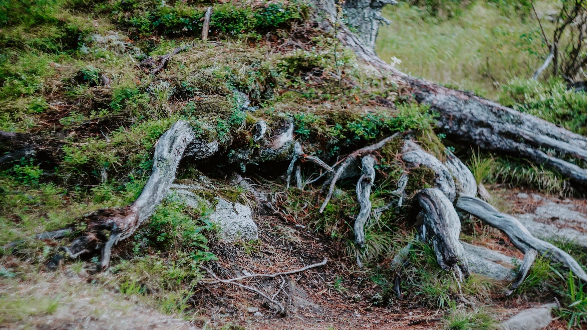 Gray tree trunk on brown soil covered with moss.
