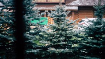 Christmas pine trees lined up outside in front of a wooden cabin.