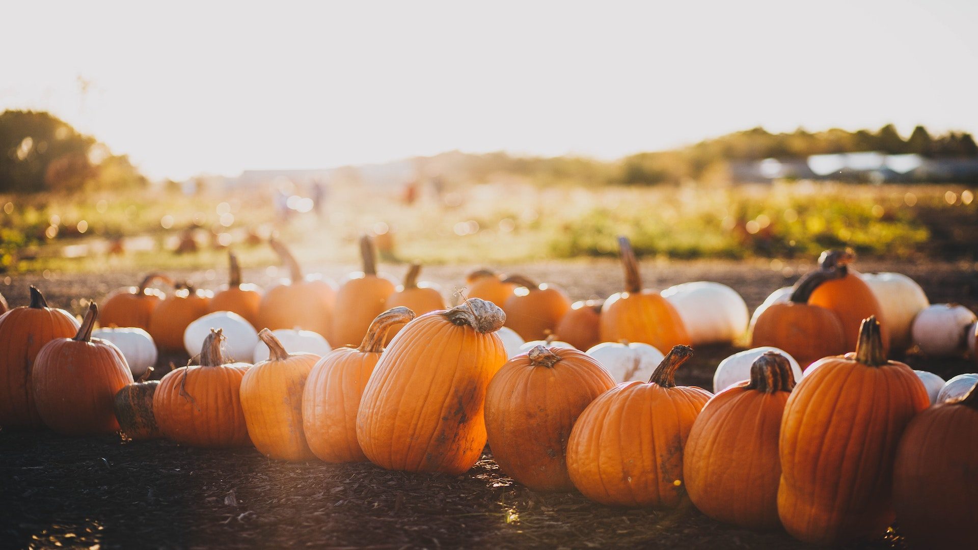 Sun shining on orange and white pumpkins in lines on dirt.