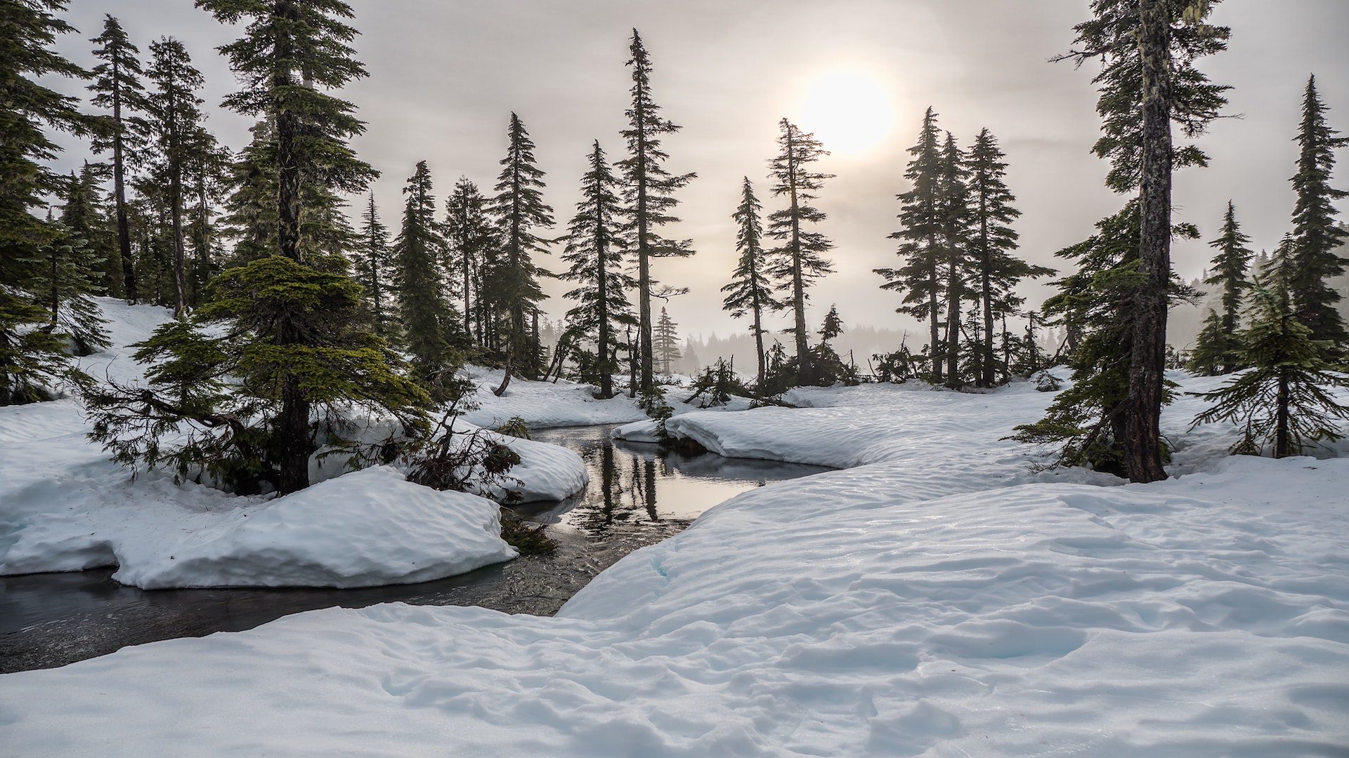 River in between pine trees on a snow covered ground.