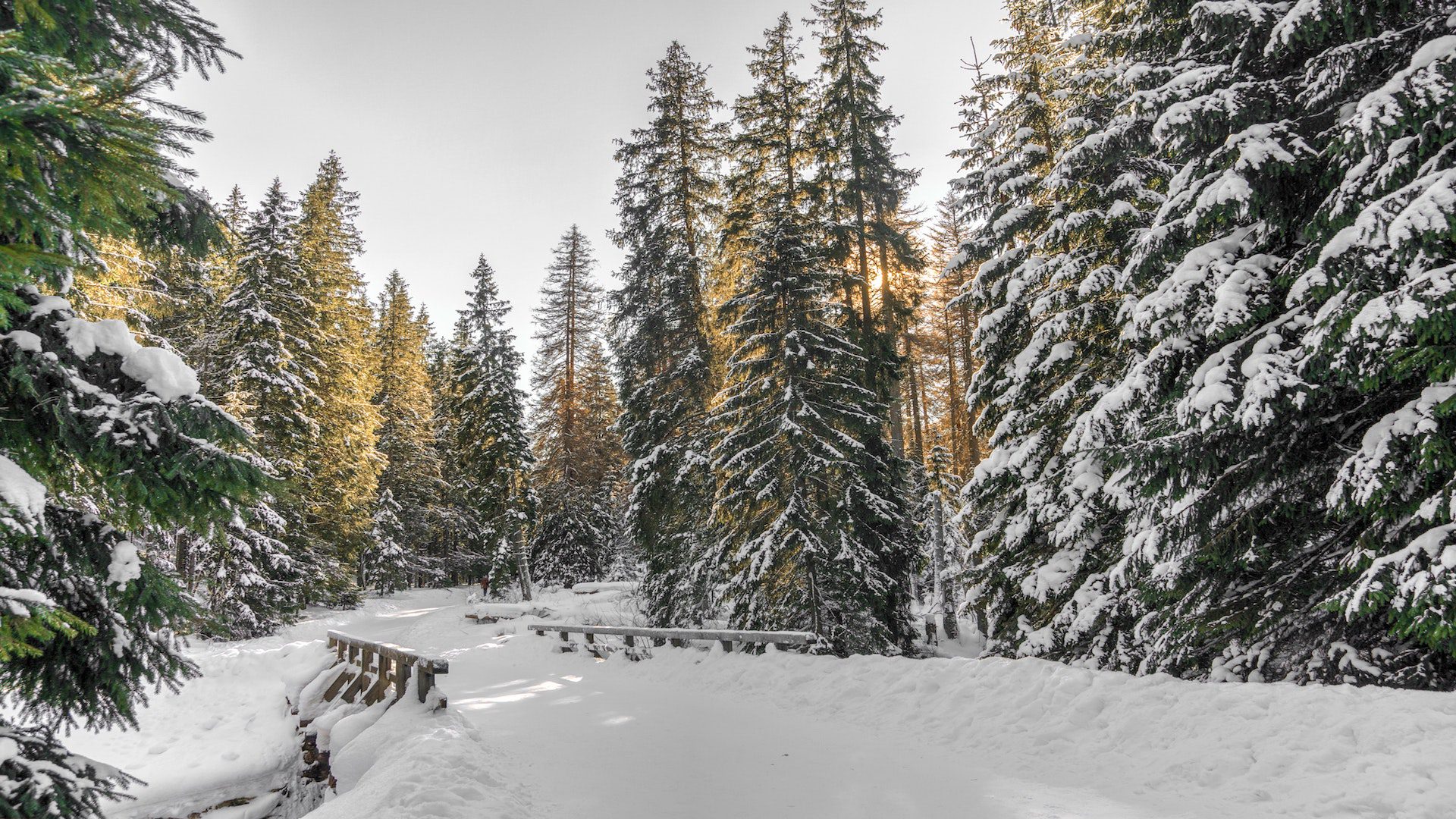 Snowy road with lined with green, snow covered pine trees.