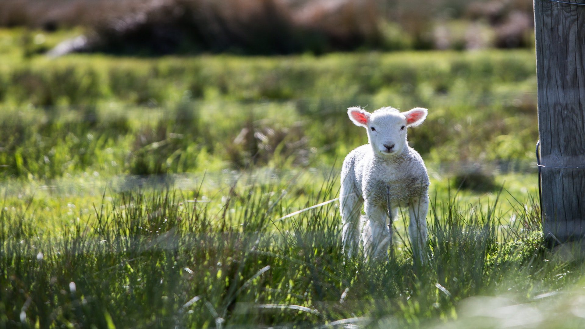 A small white sheep is standing in a lush green field near a wooden fence post.
