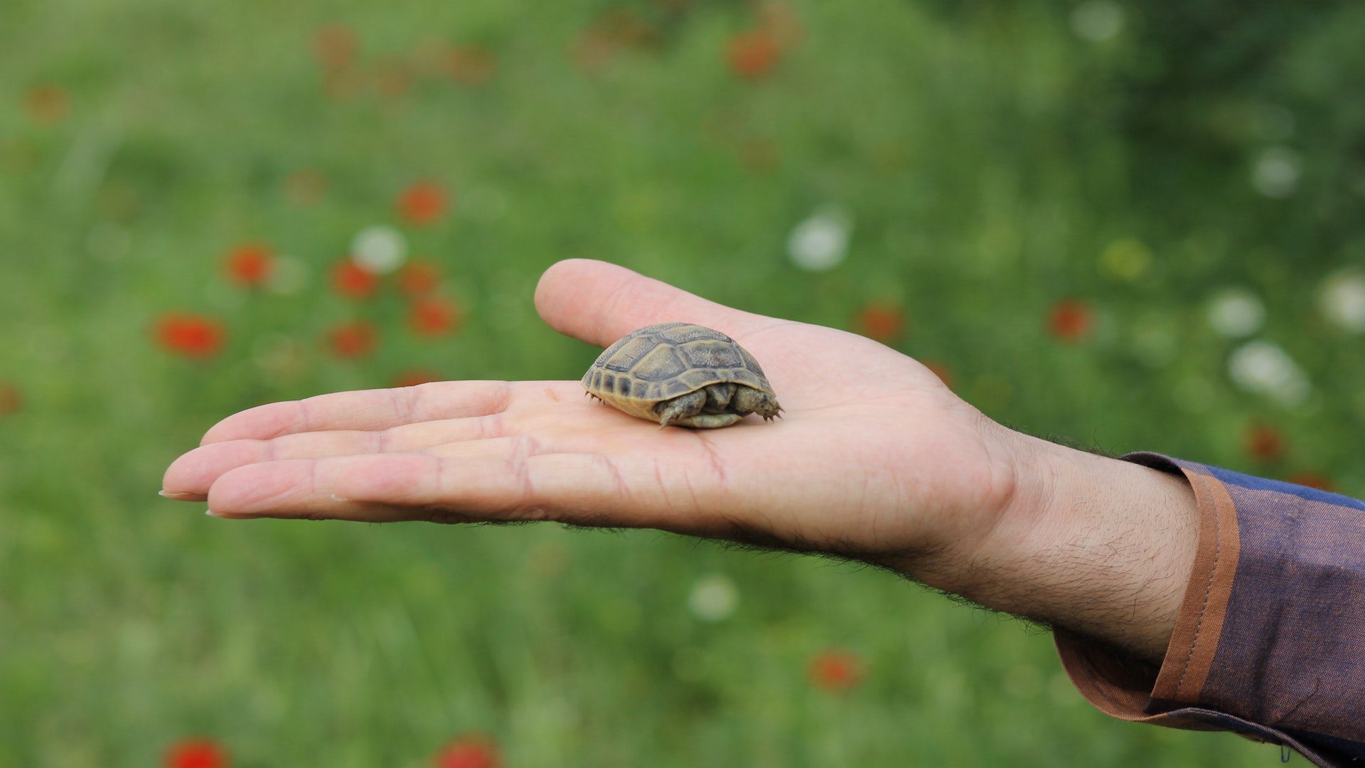 A person has their arm extended as they hold a small turtle who is hiding in its shell.