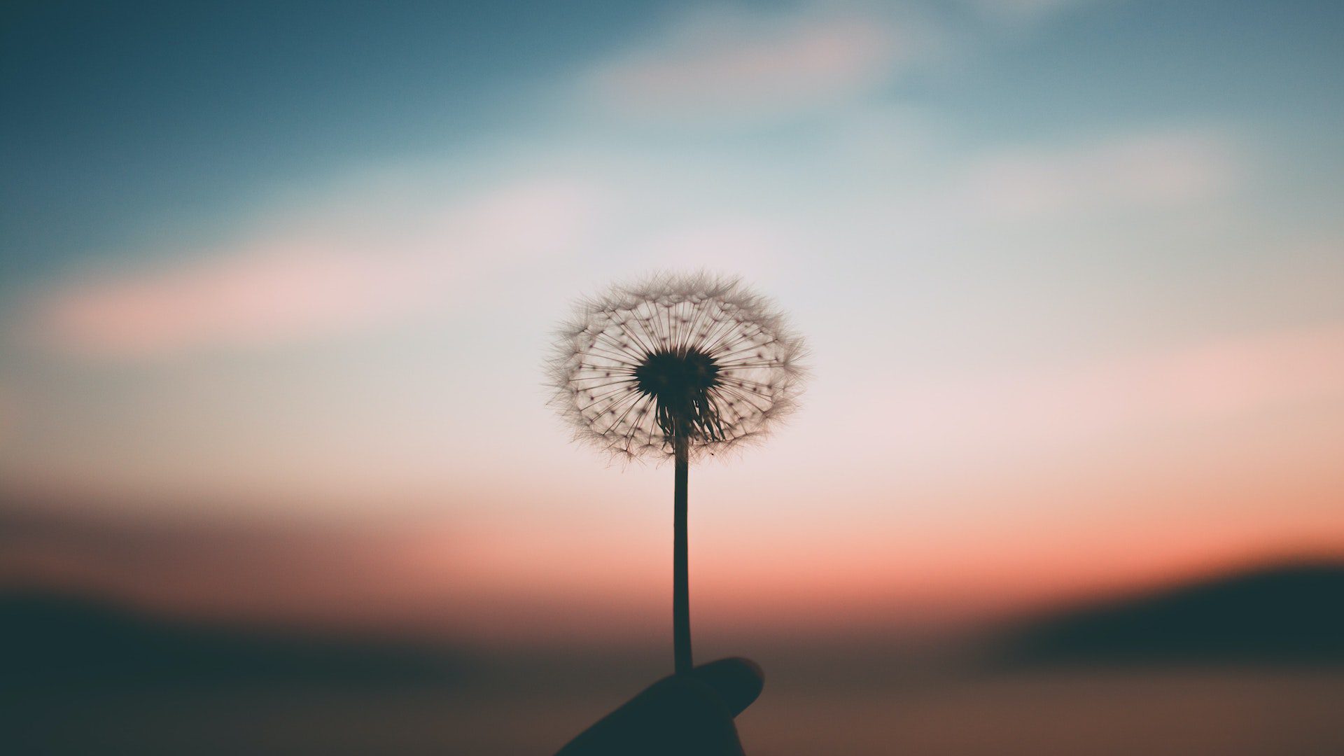 A person is holding up a dandelion flower in front of a beautiful sunset.