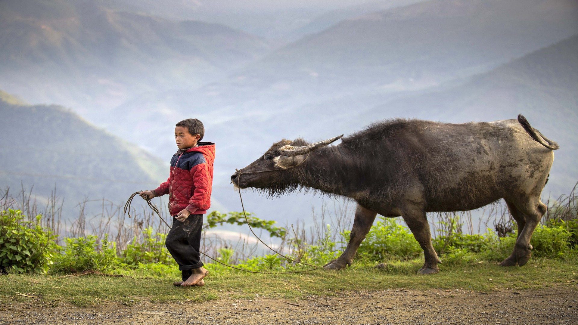 A young boy is walkign with a buffalo in the mountains of Vietnam.