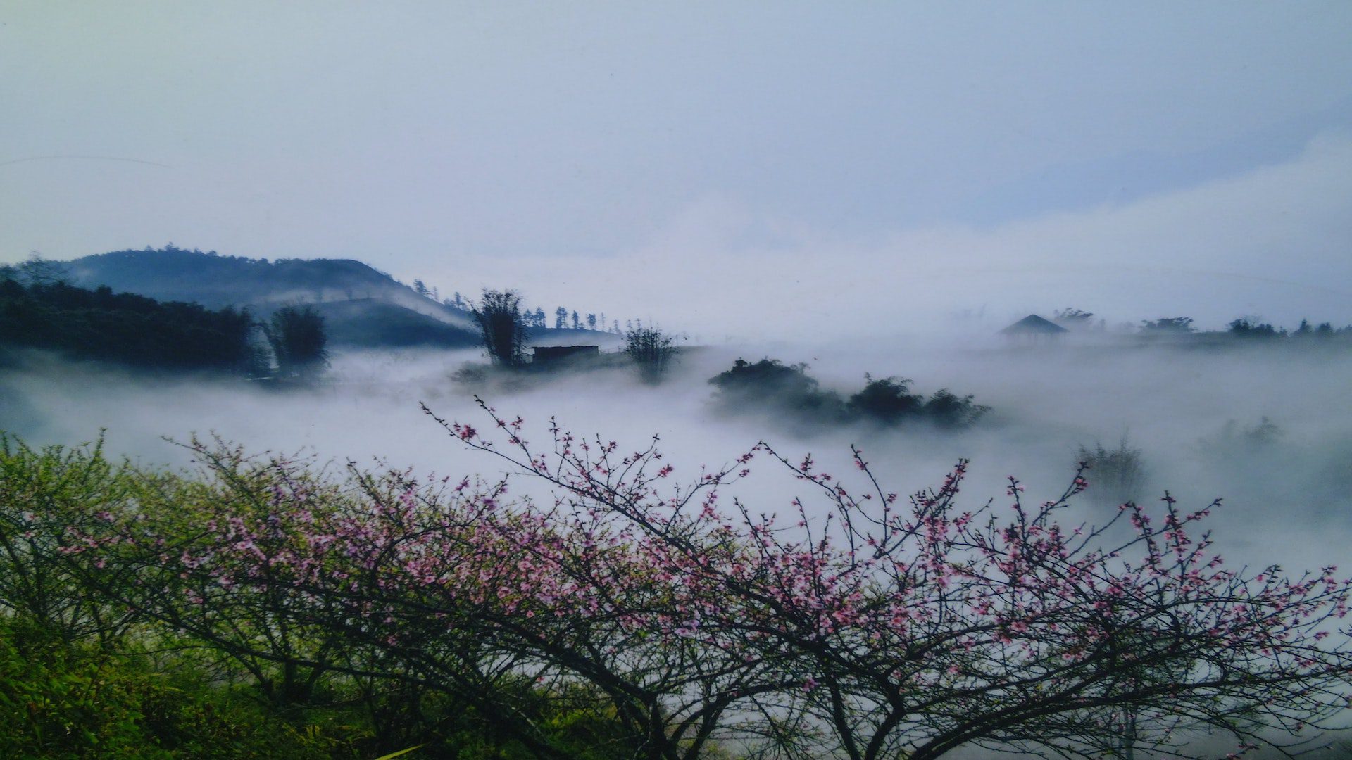 A dark mornign scene of fog surrounding a cluster of trees in the mountains.
