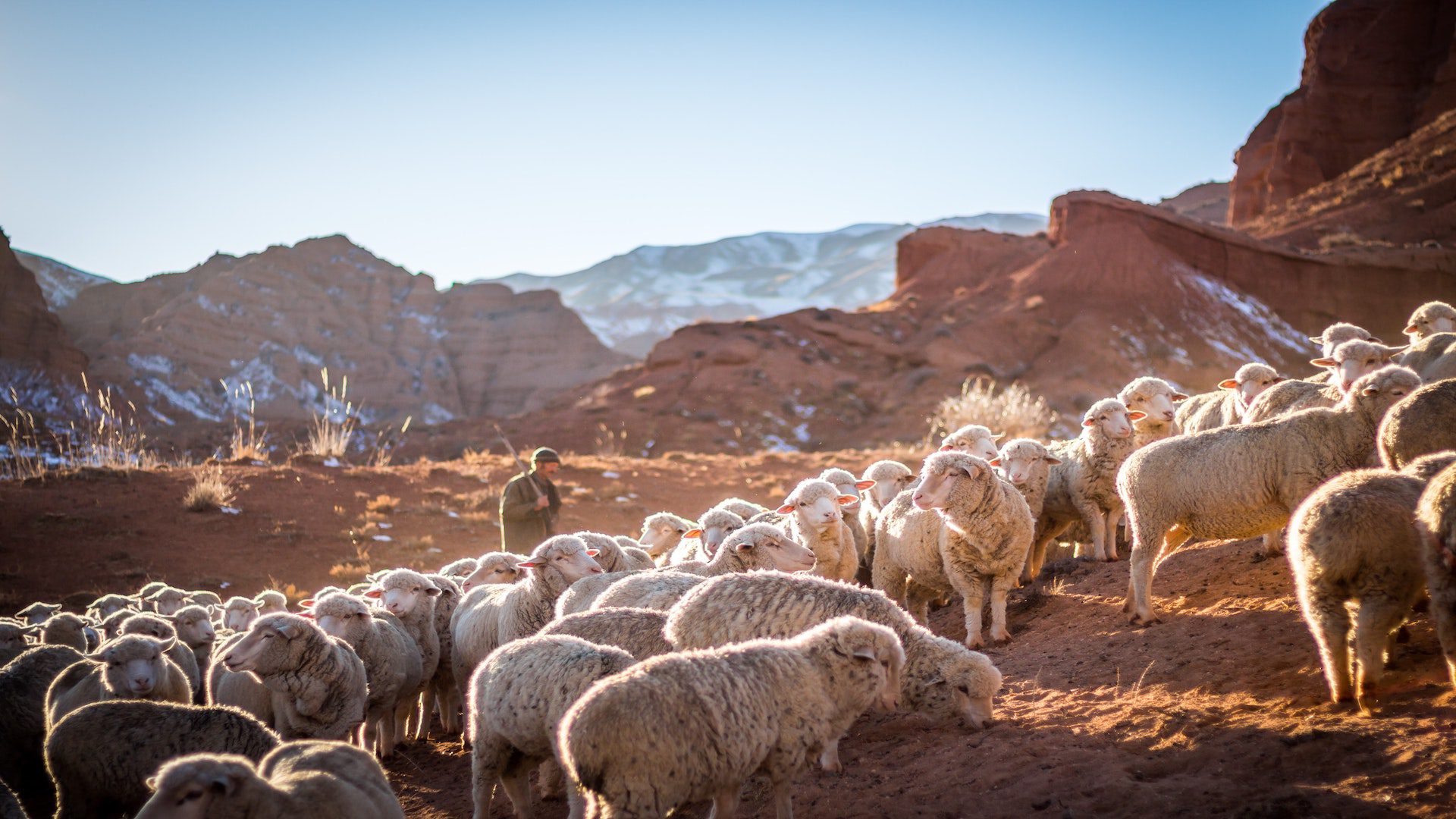 A photo of a heard of white sheep in the mountains with the sun rising in the morning.