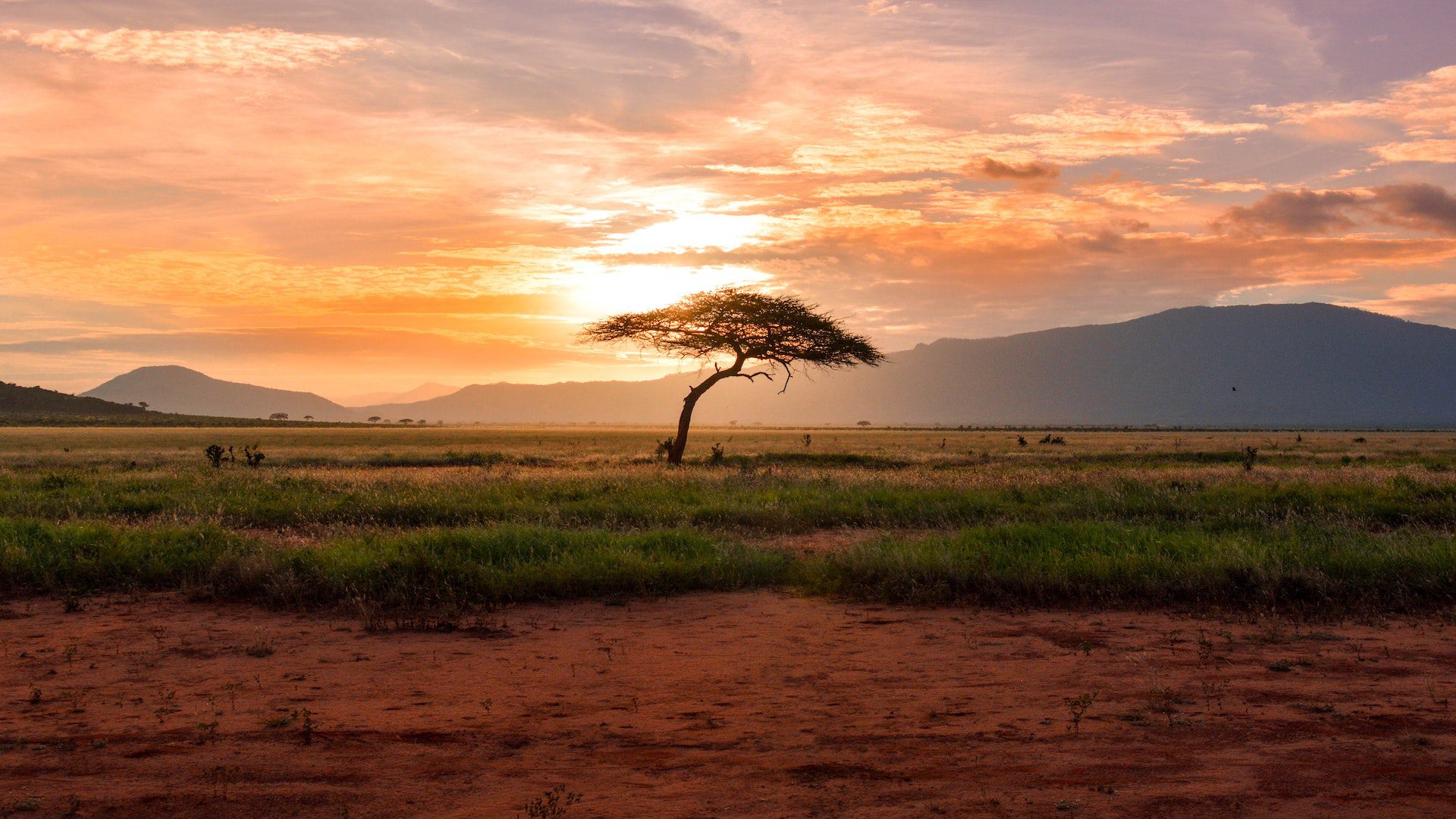 A beautiful sunset photo in Africa – the sky is full of orange and red colors with a tree in the foreground.
