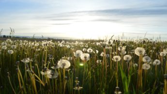 Dandelions in green field under a blue sky.