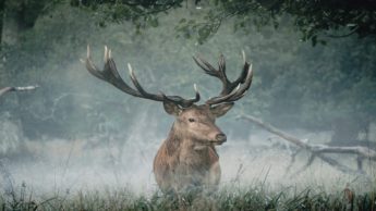 Brown deer on green grass near trees.