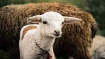 White lamb standing in front of a brown sheep.