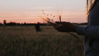Woman holding wheat in a field during a sunset.