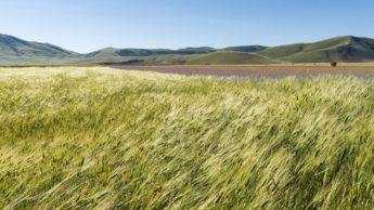 Green grass blowing in the wind in front of green mountains.