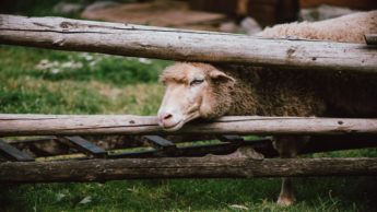 Sheep next to a wooden fence on green grass.