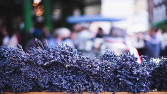 Purple flowers in front of people on a city street.