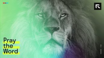 brown lion staring still, menacing