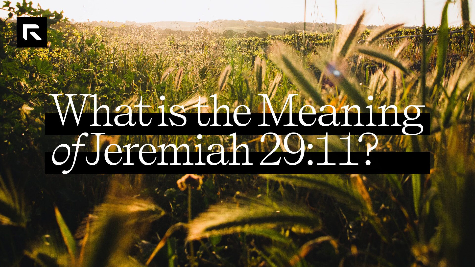 A picture of a bright green and yellow wheat field with the text "What is the Meaning of Jeremiah 29:11"