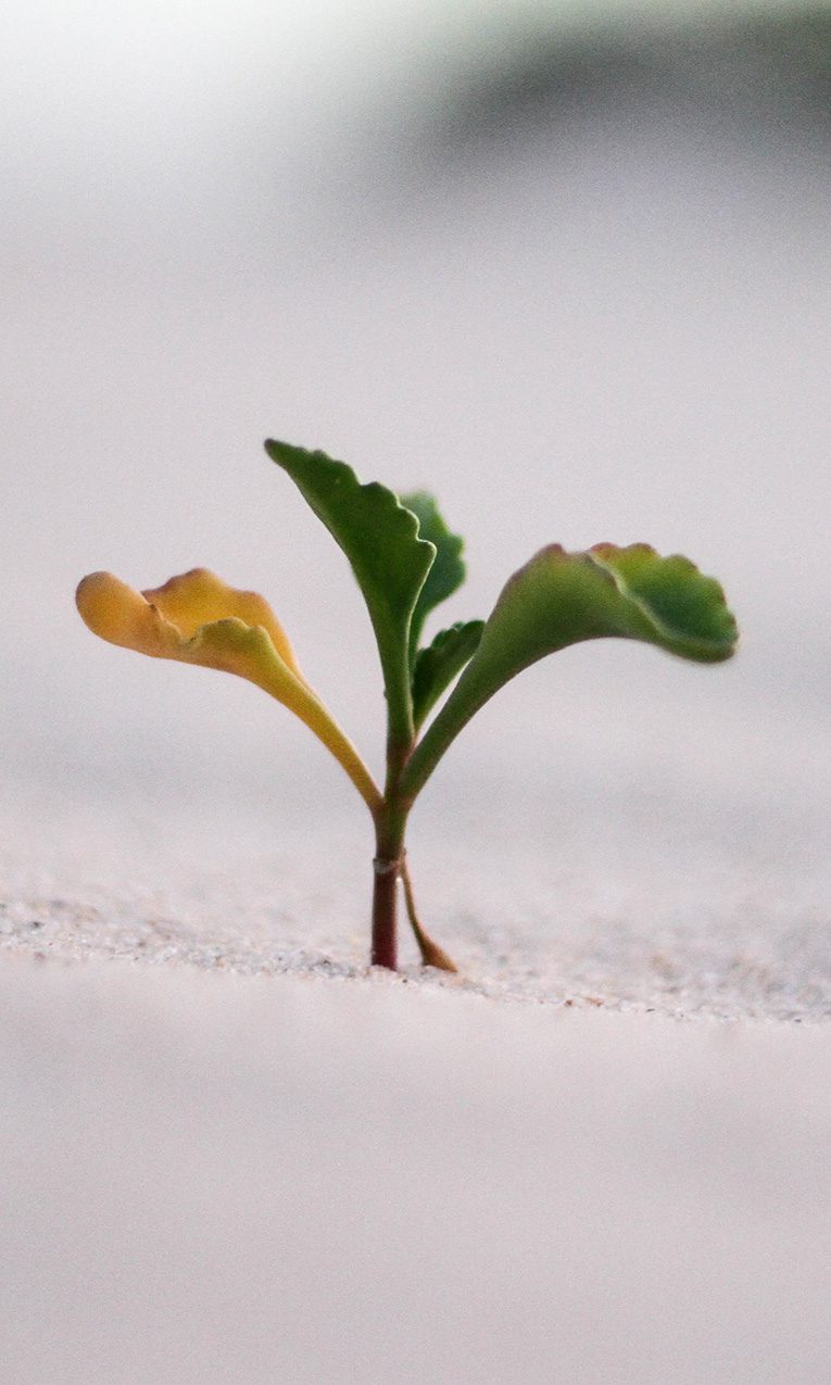 a close-up photography of a plant on the ground