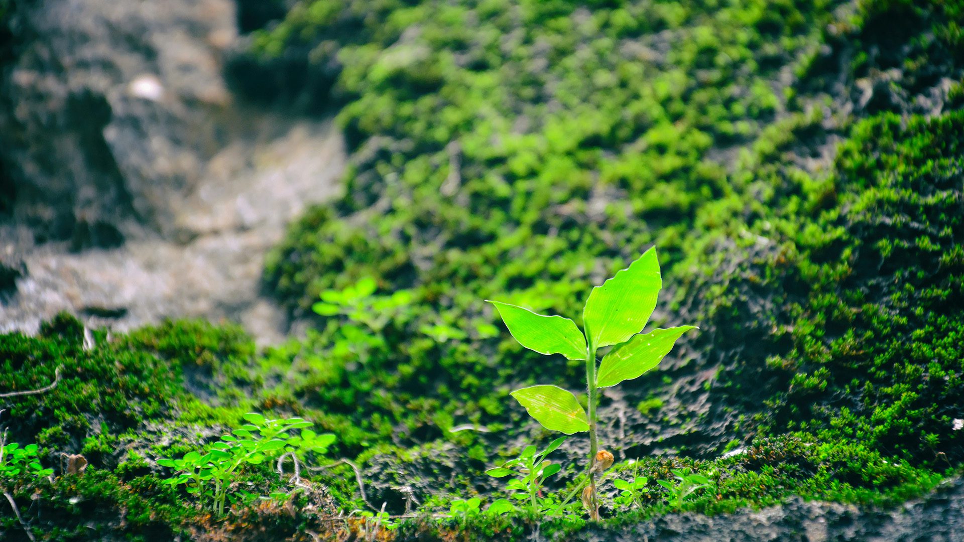 green leafed plant on grassfield