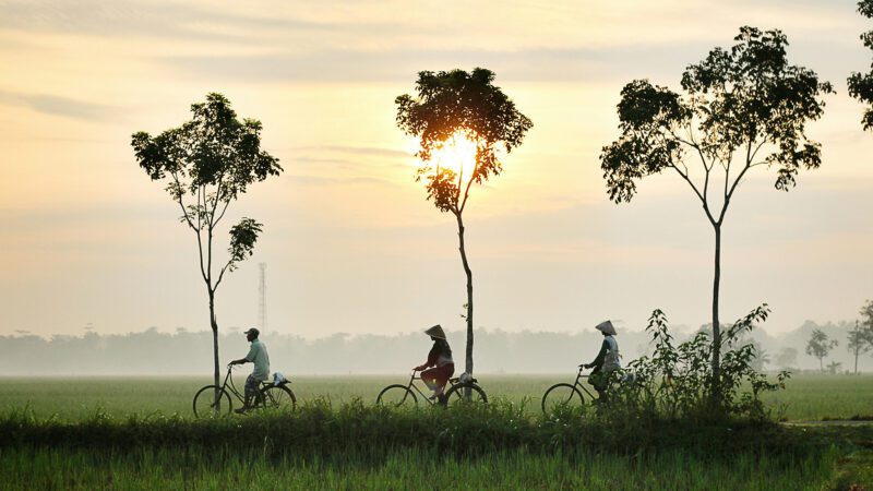 Three people riding bikes on green grass field.
