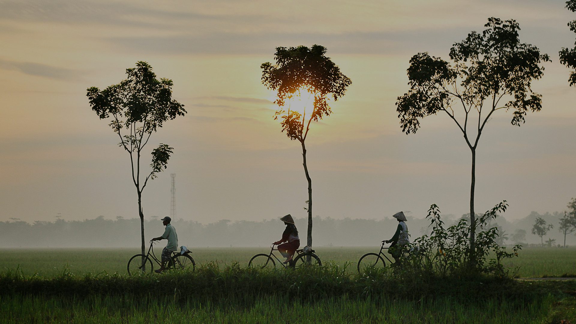 Three people riding bikes on green grass field.