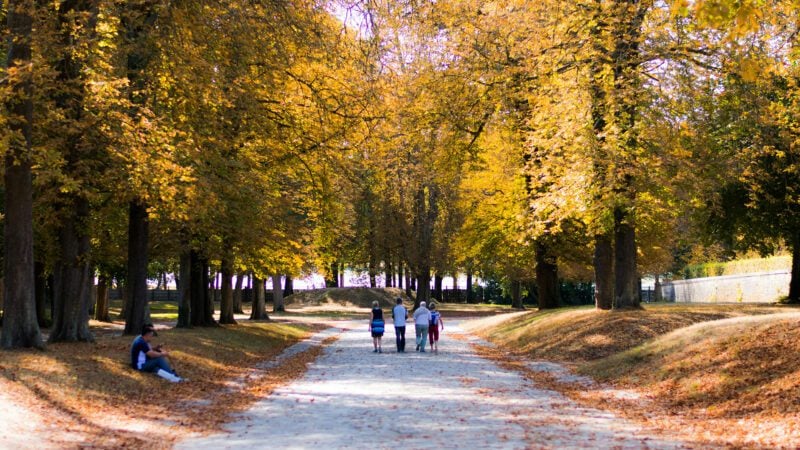 People walking under green trees.